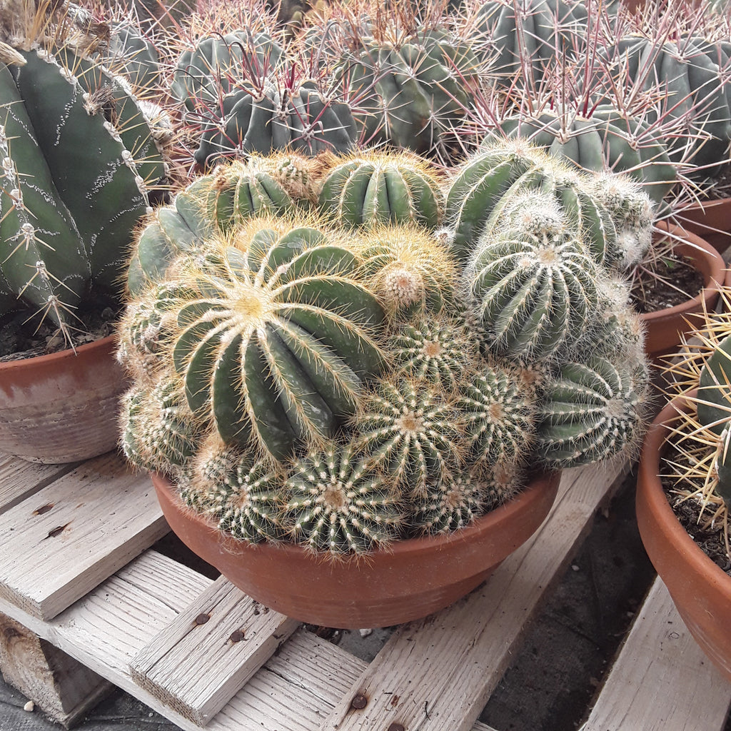 Wintering a Balloon Cactus