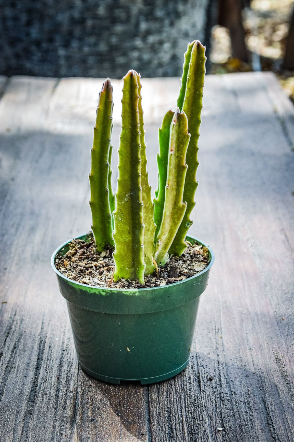 Wintering the Starfish Cactus