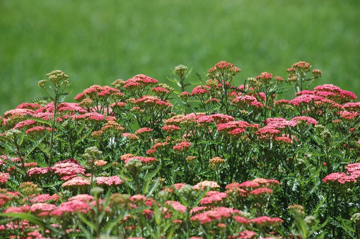 Yarrow