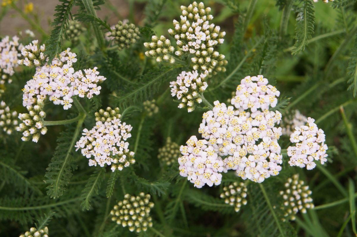 Yarrow