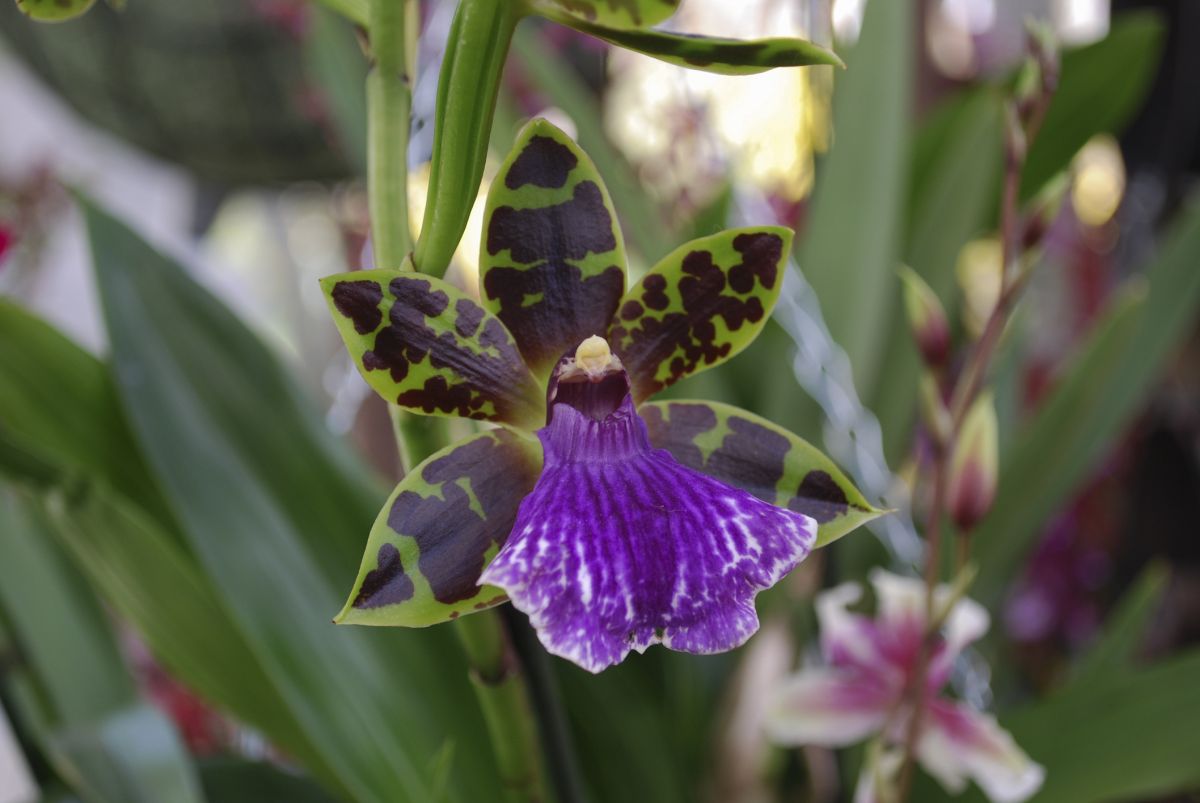 Zygopetalum spp.