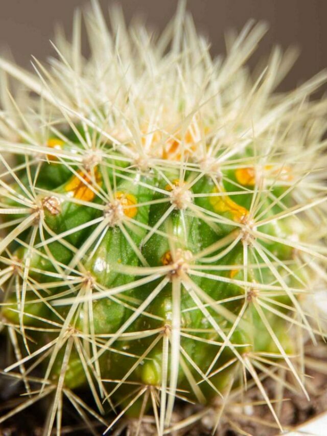 Barrel Cactus: An Exploration of a Desert Icon