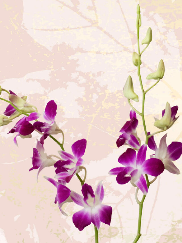 Dendrobium-Orchids-