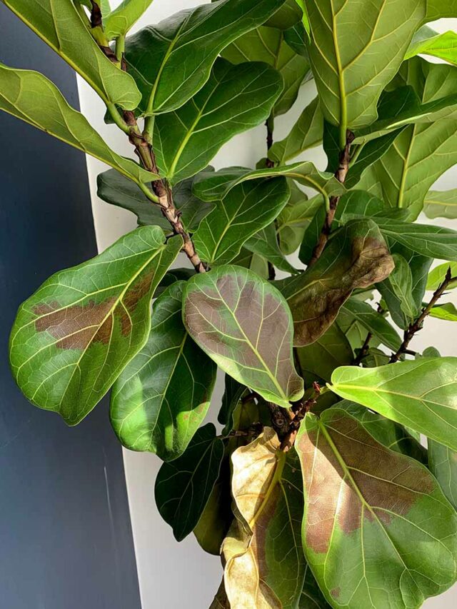 Common fiddle leaf fig problems