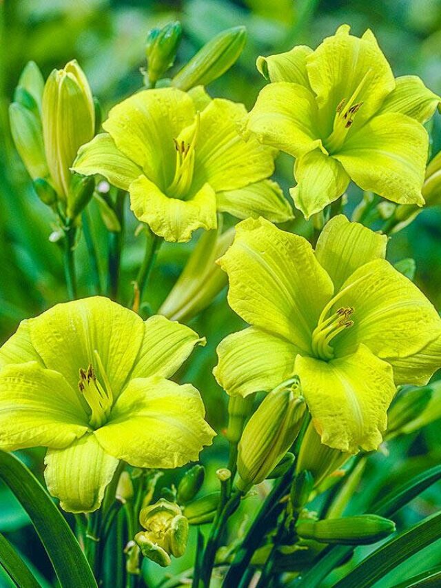 Green Flutter Reblooming Daylily