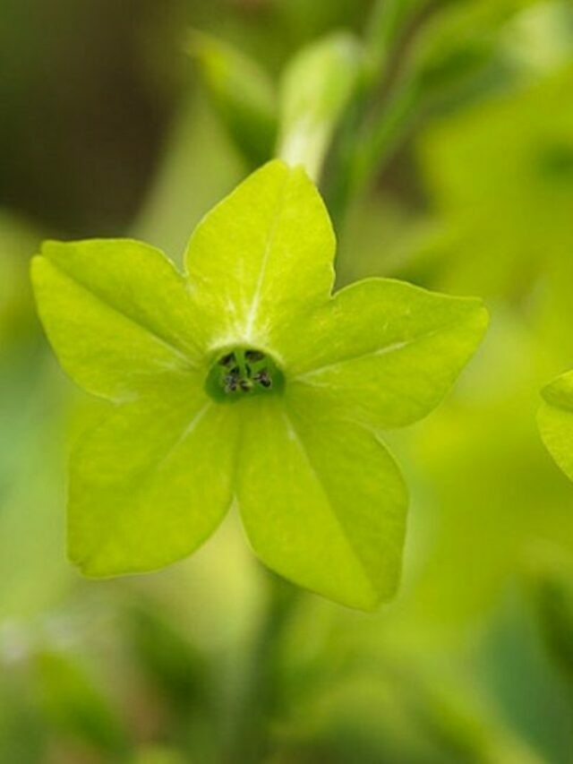 cropped-Green-Flowering-Tobacco.jpg