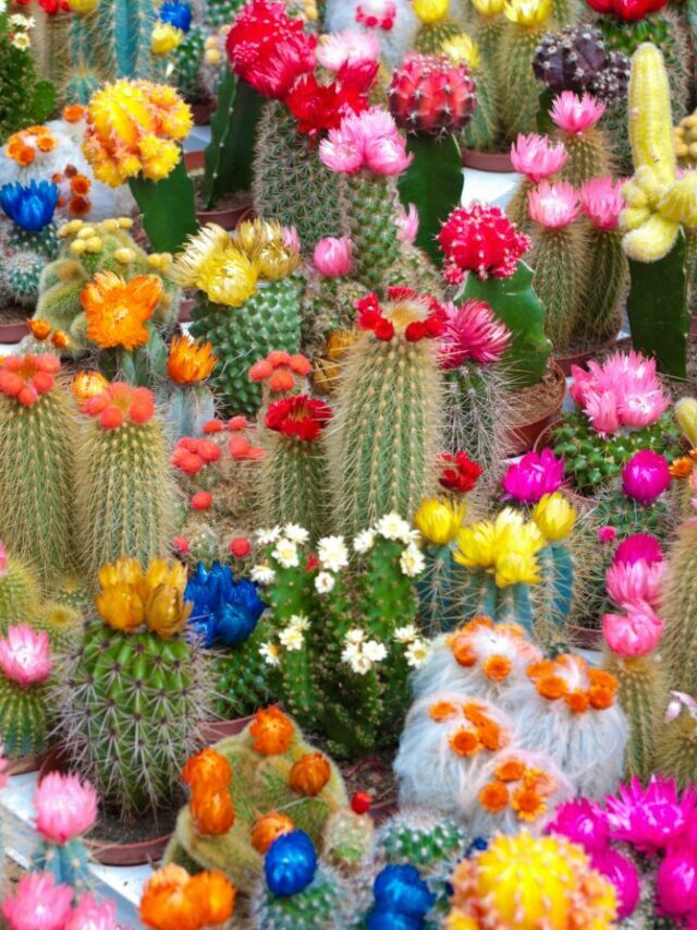 Flowering Cactus Varieties