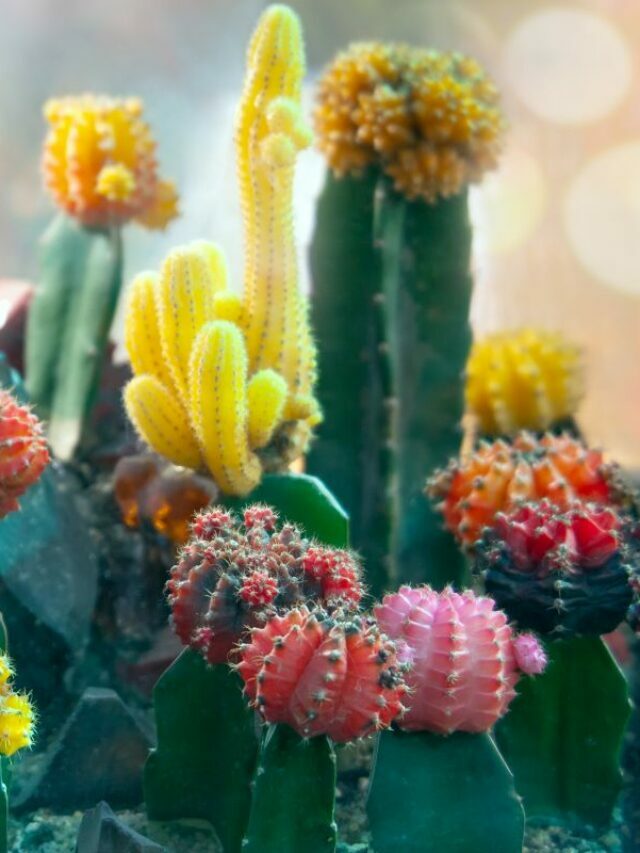 How Long Does a Moon Cactus Live?