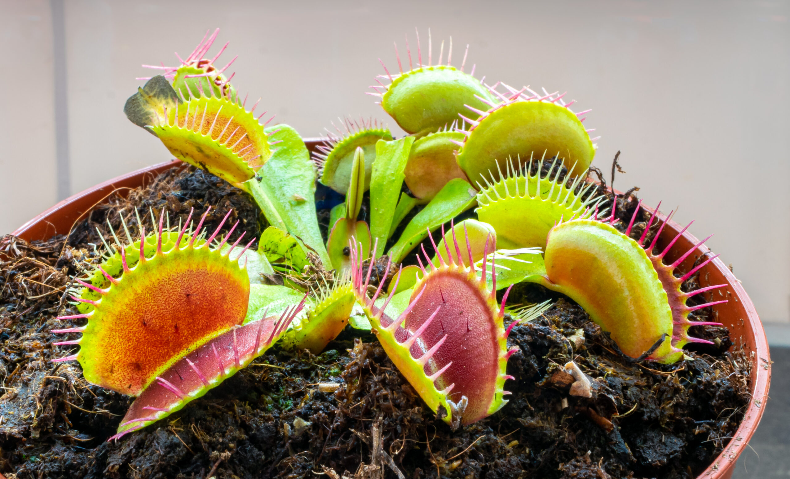 Wedstrijd Dictatuur Matron Dionaea muscipula: How To Care For Venus Fly Trap