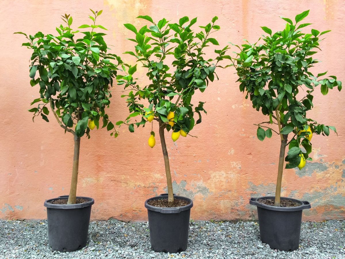 Citrus Limonia: How To Care and Grow For A Lemon Tree - Houseplant Central