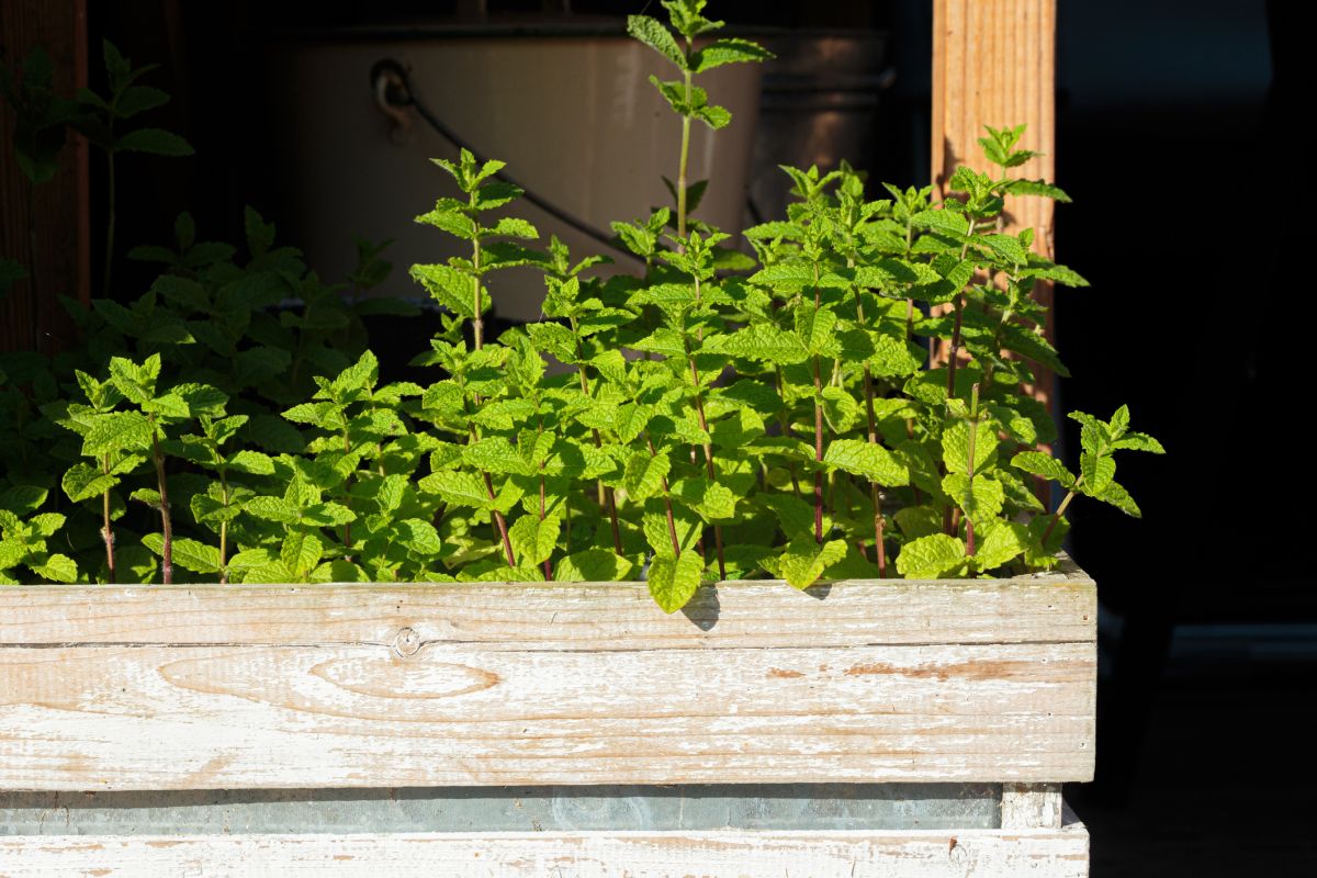 How to Grow and Care for Mint