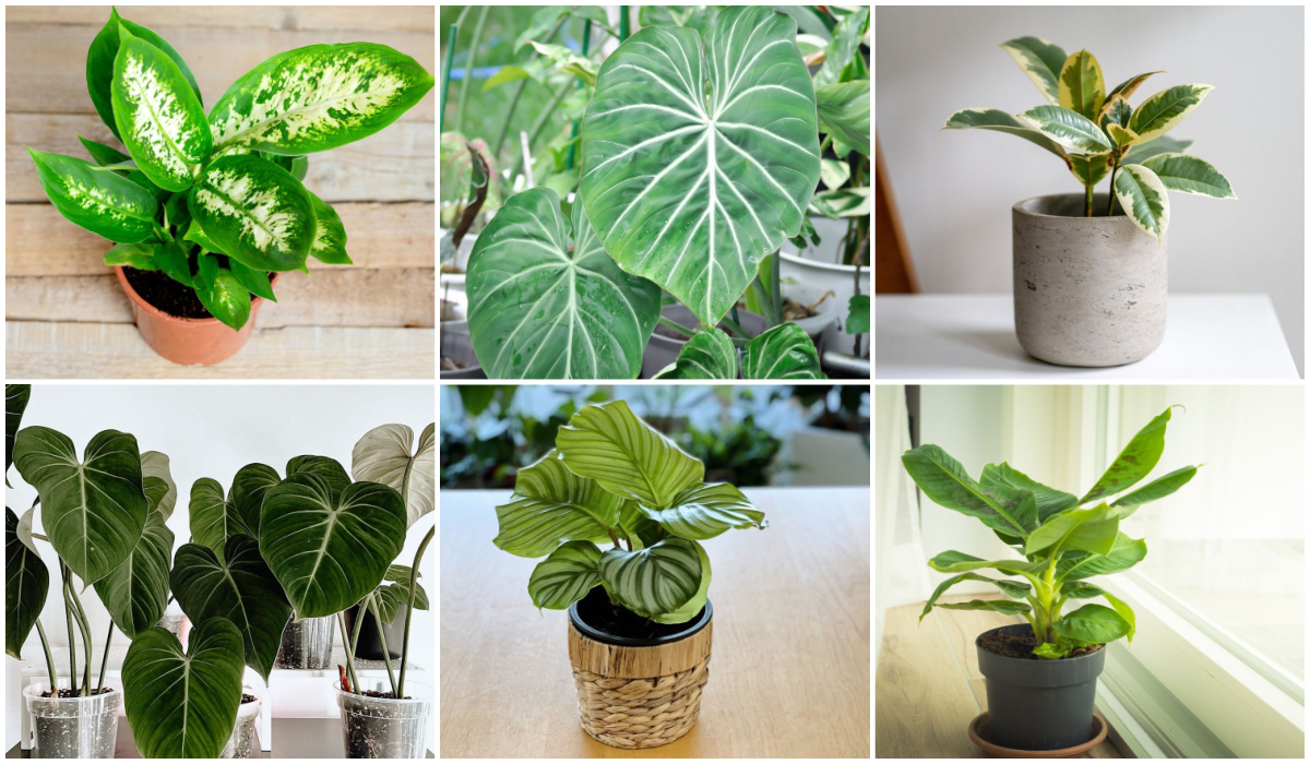 10 of the best indoor plants with large leaves