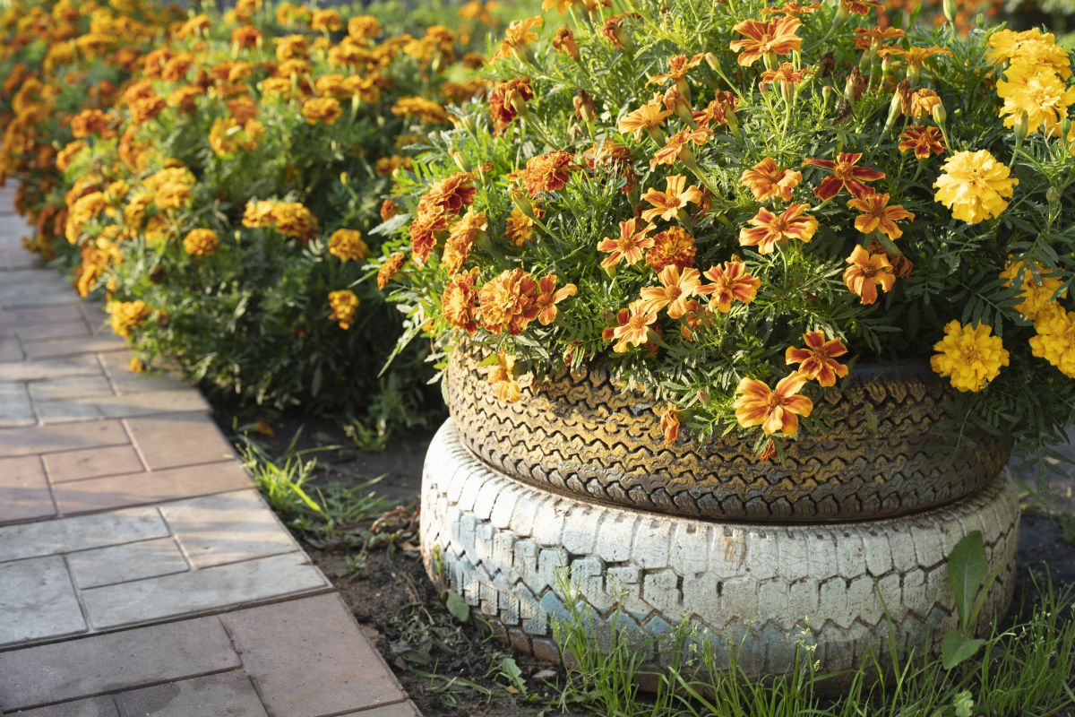 20 Types of Orange Flowers to Decorate Your Yard