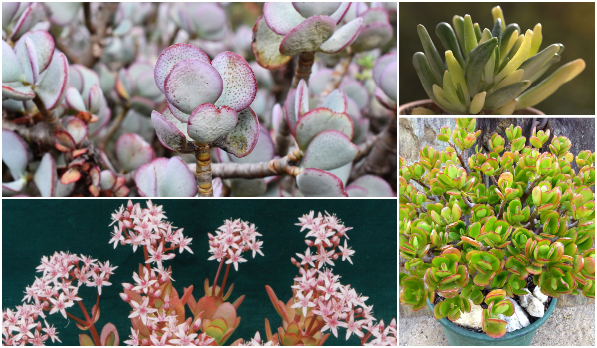 jade plant flower