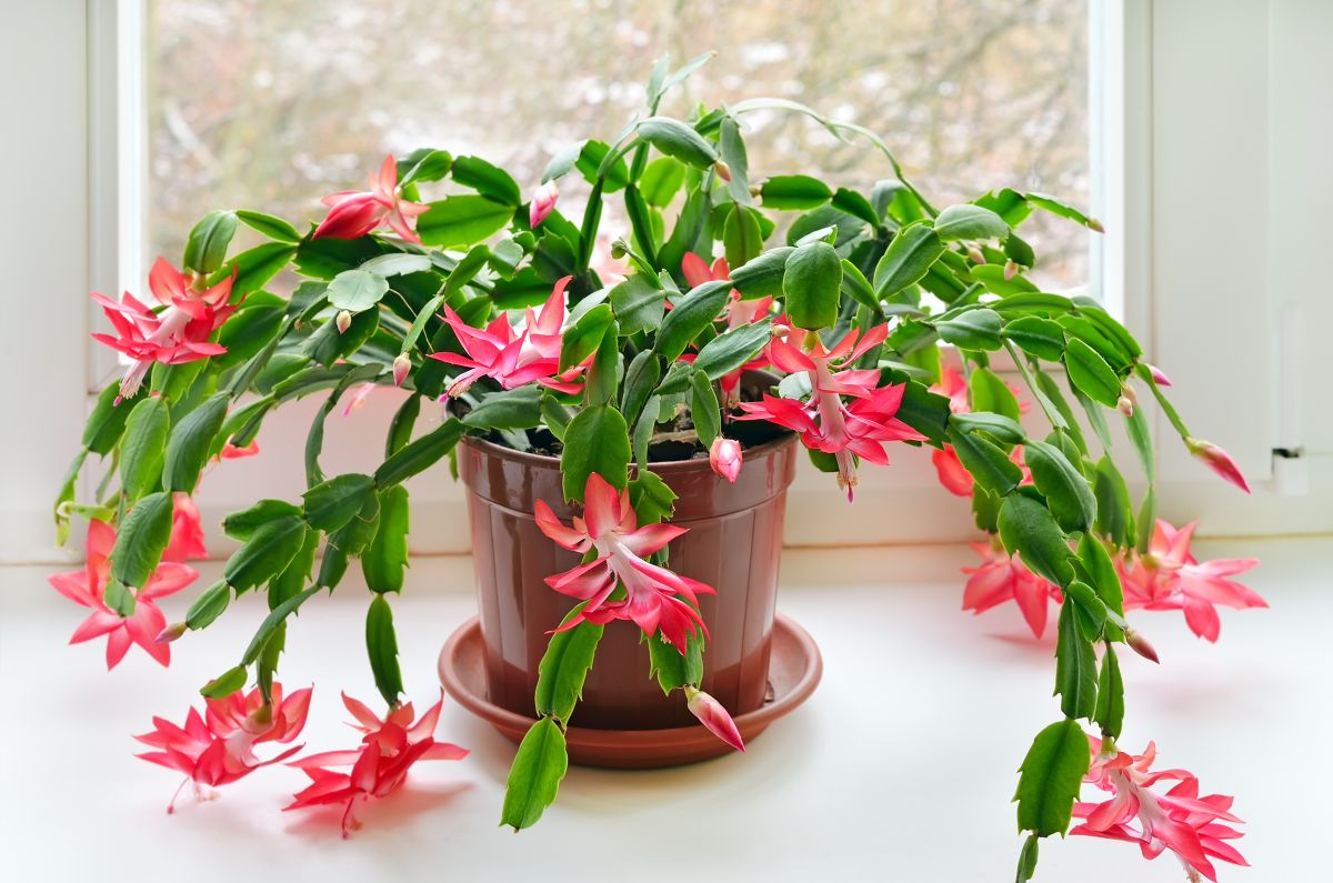 A Proper Guide to Identifying and Fixing Problems With The Christmas Cactus