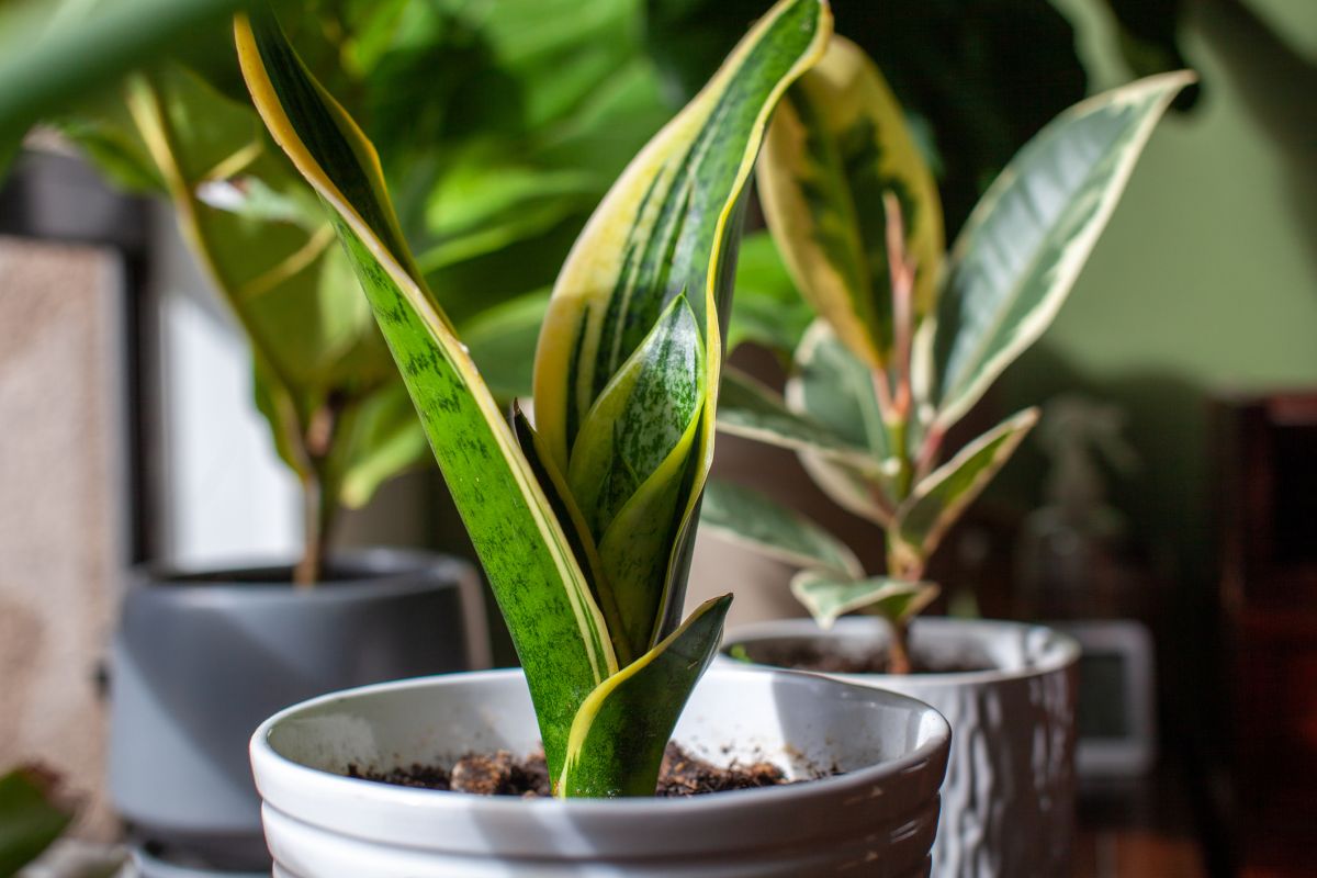 Snake plant