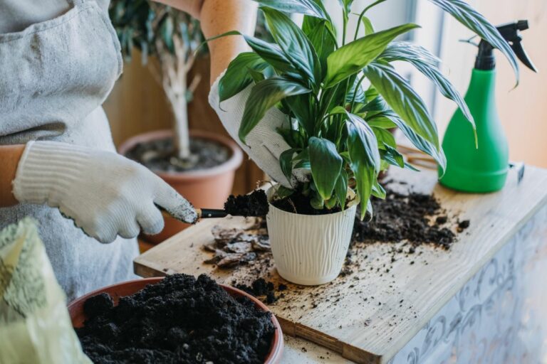A StepByStep Guide On How To Repot Plants