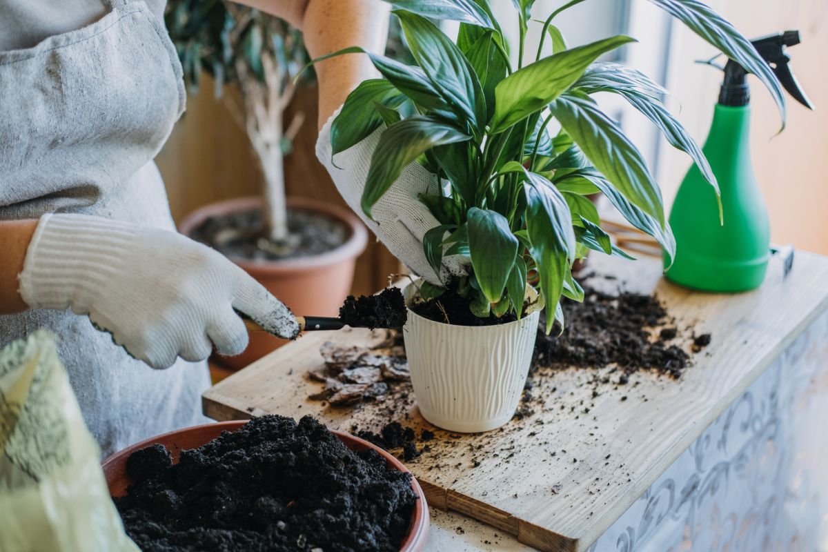 A step-by-step guide on how to repot plants without harming them