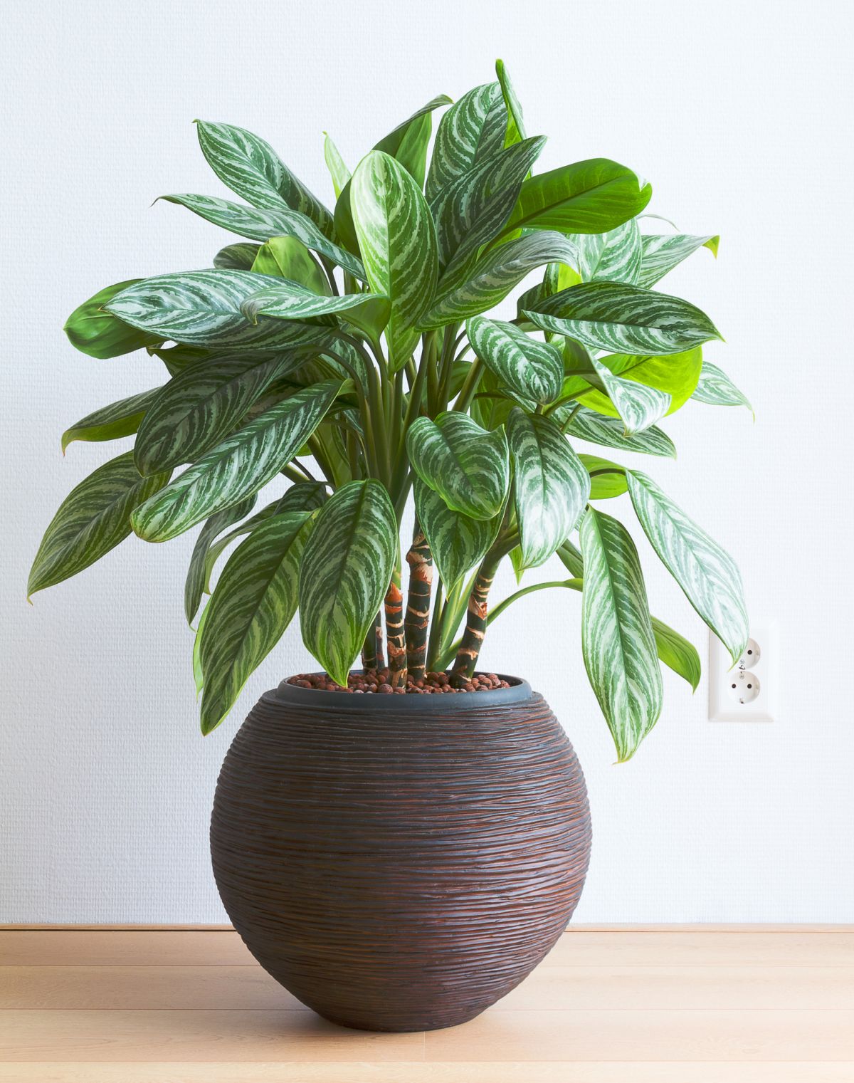 Aglaonema Chinese Evergreen Flower