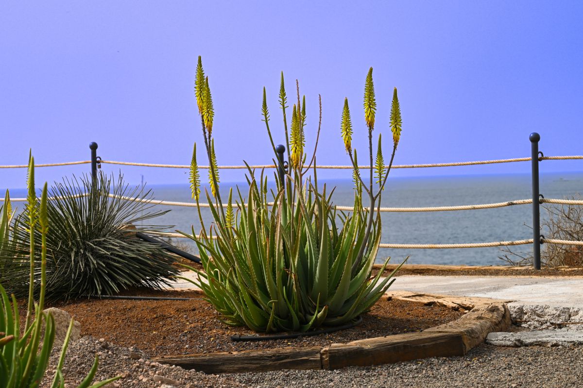 Aloe barbadensis miller