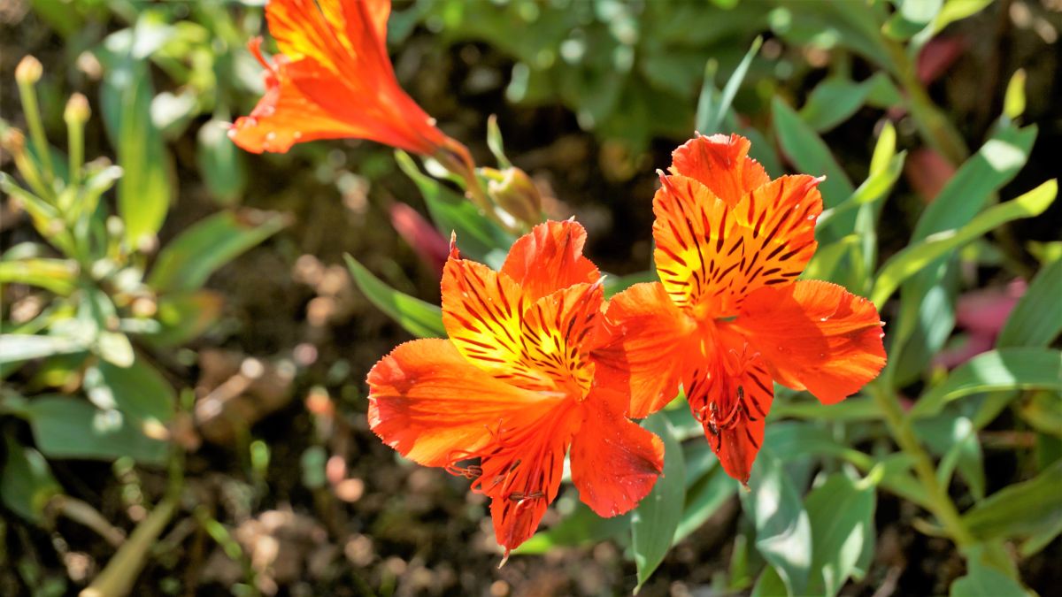 Alstroemeria aurea