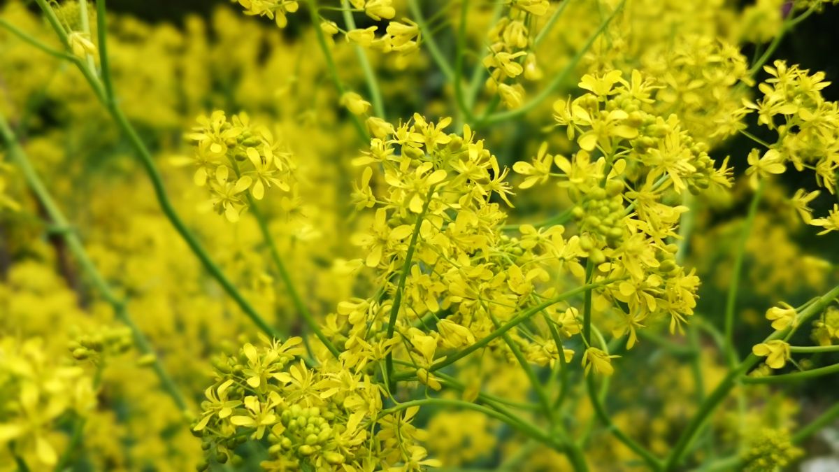 Alyssum alyssoides