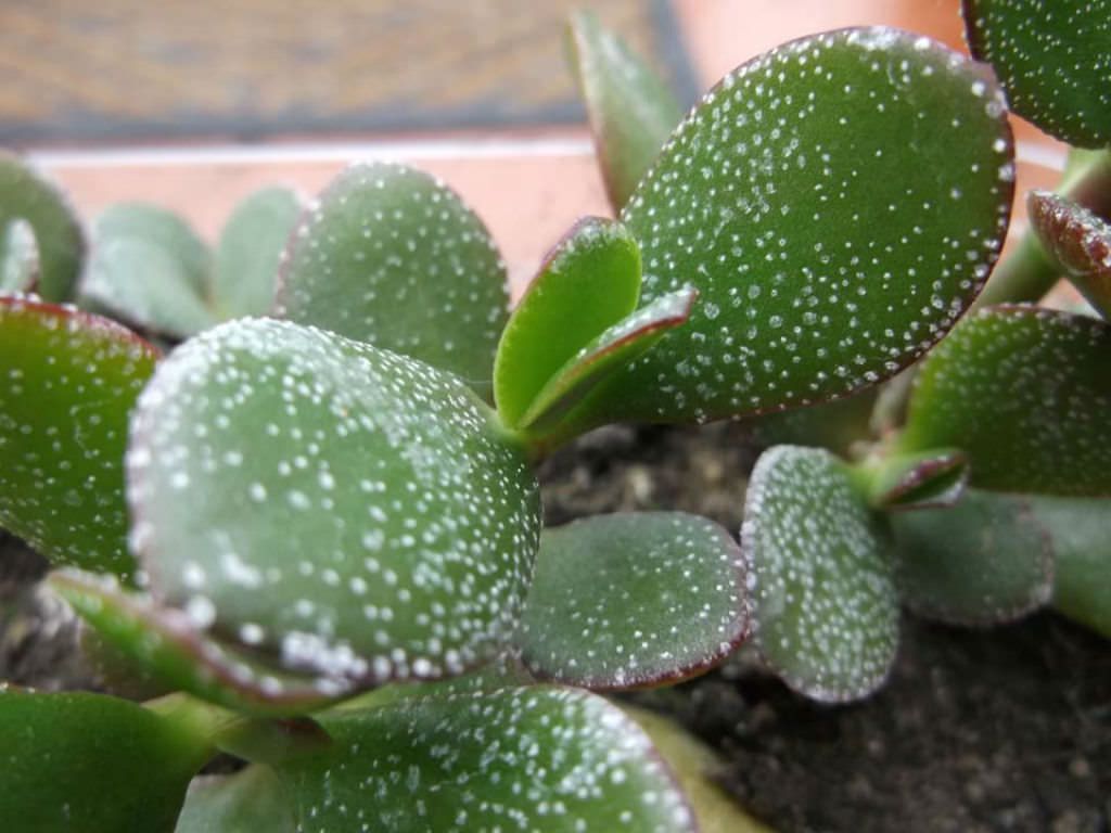 Aphids on jade plant