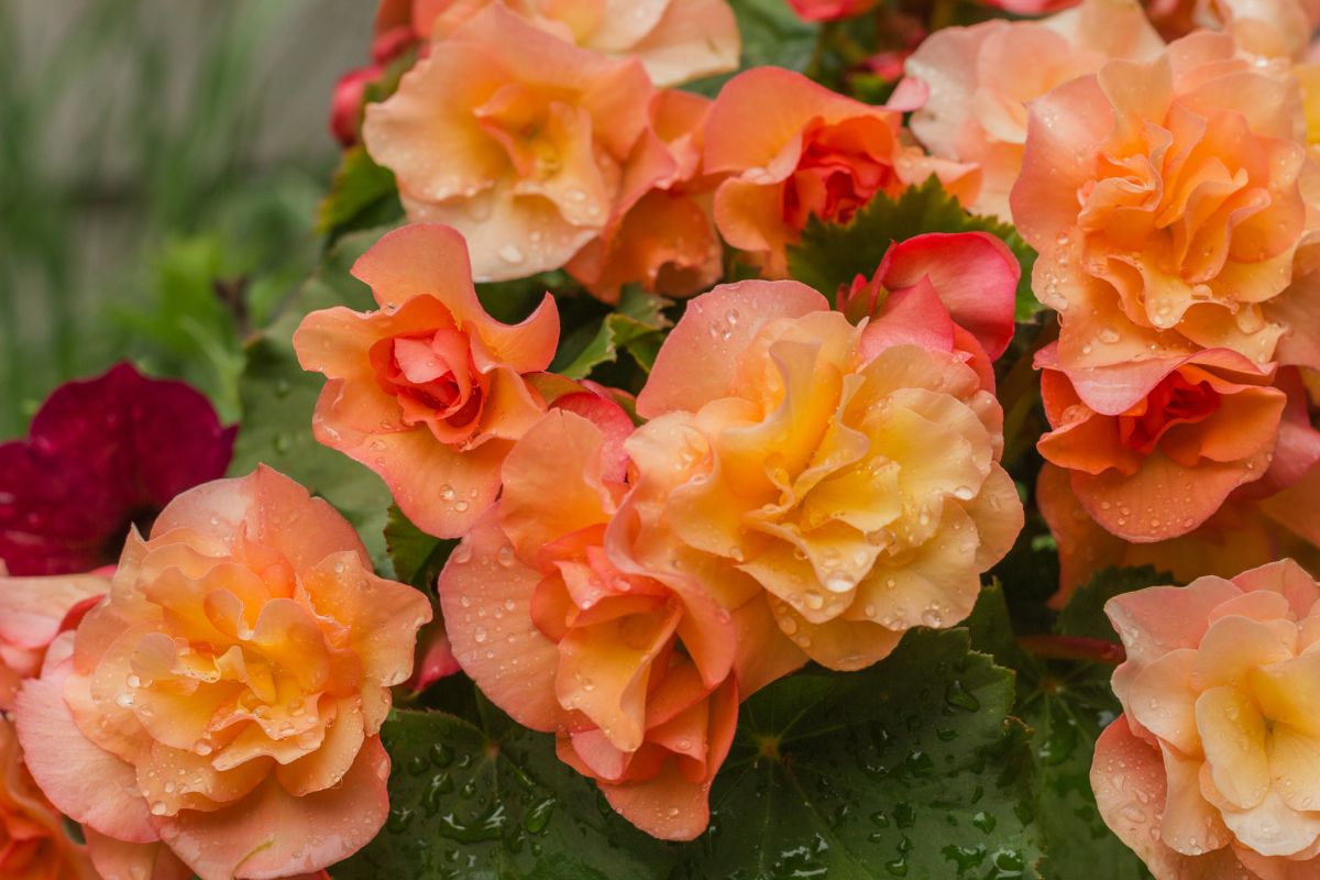 Begonia rex