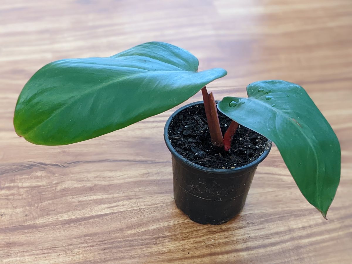 Blushing Philodendron Propagation