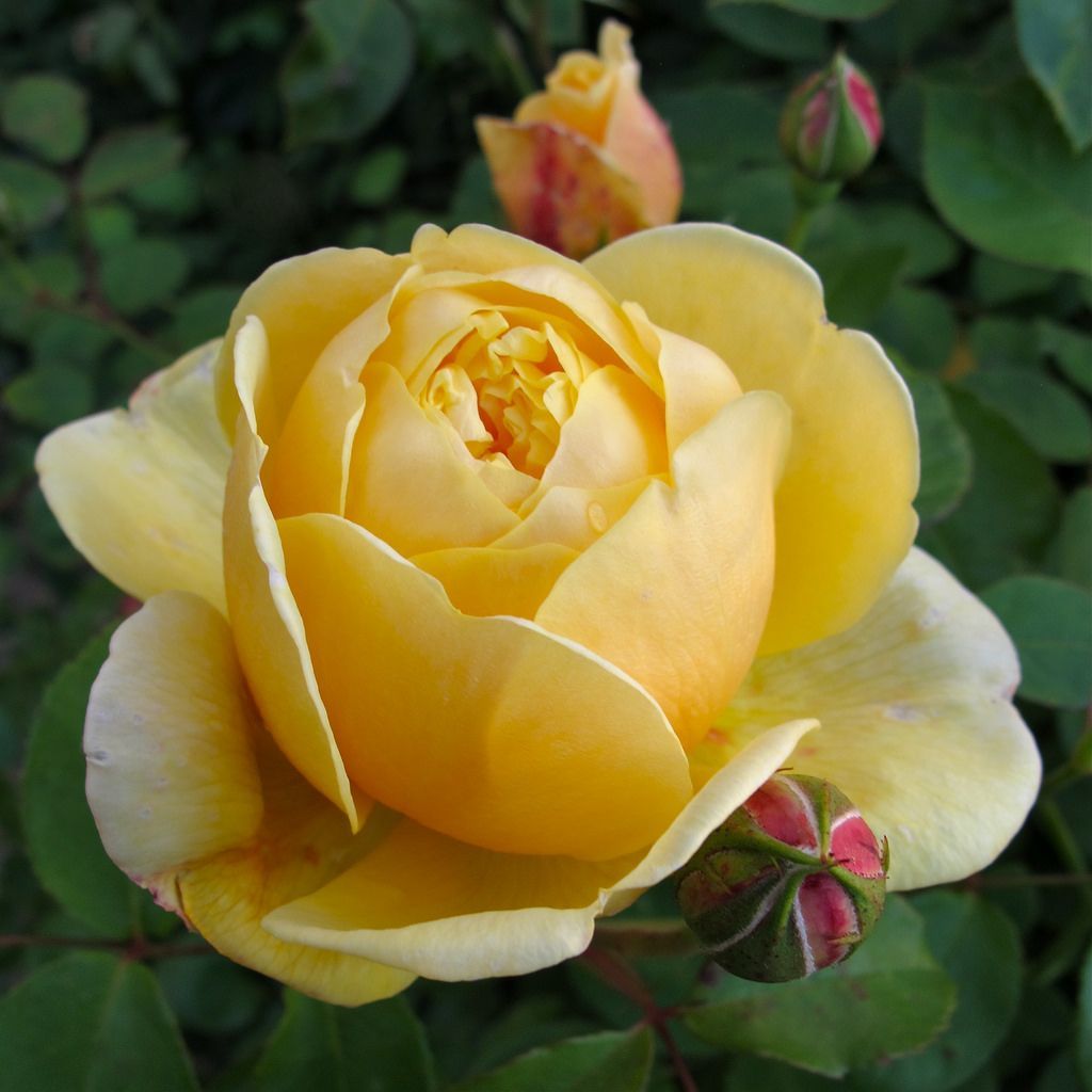 Charlotte Yellow Roses