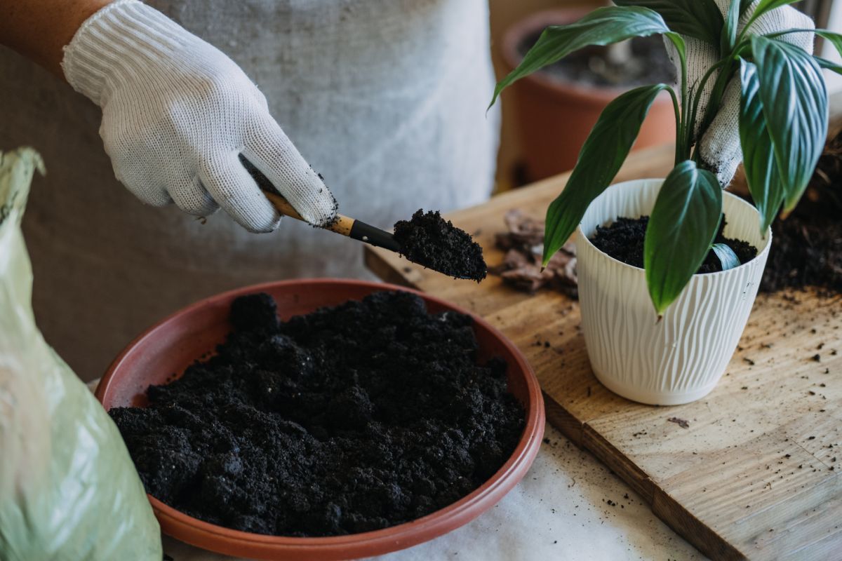 Add soil to the new pot