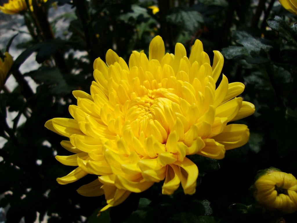 Chrysanthemum morifolium