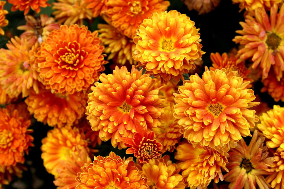 Chrysanthemum 
