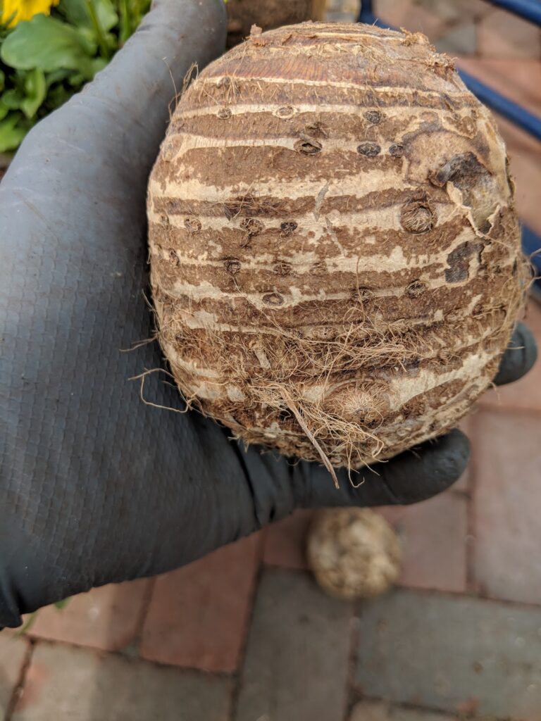 Overwintering Elephant Ears Plant How To Store Bulbs