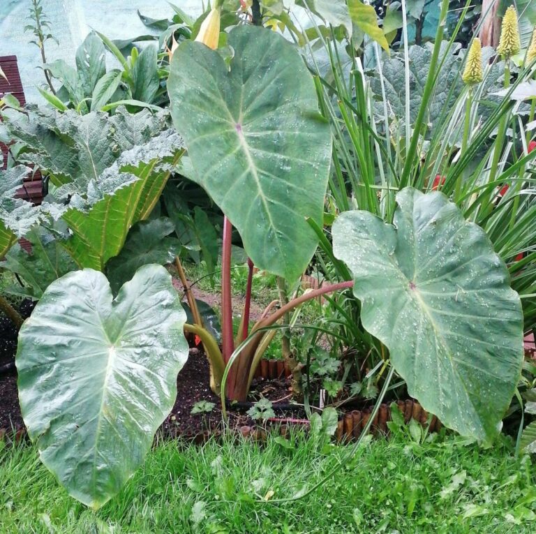 Overwintering Elephant Ears Plant How To Store Bulbs