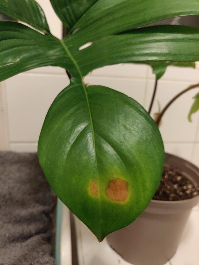Common Pests and Diseases of Philodendron Pedatum