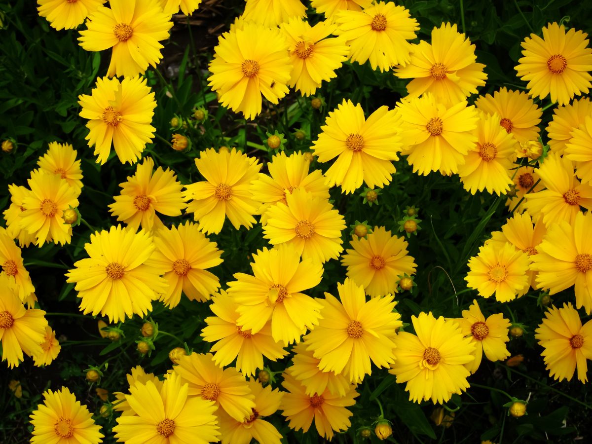 Coreopsis lanceolata