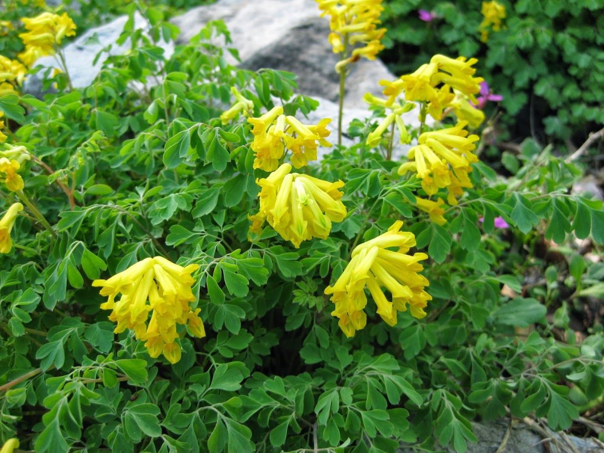 Corydalis lutea