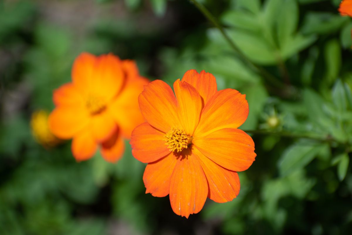 Cosmos sulphureus