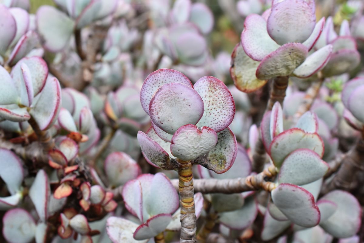 Crassula Arborescens.