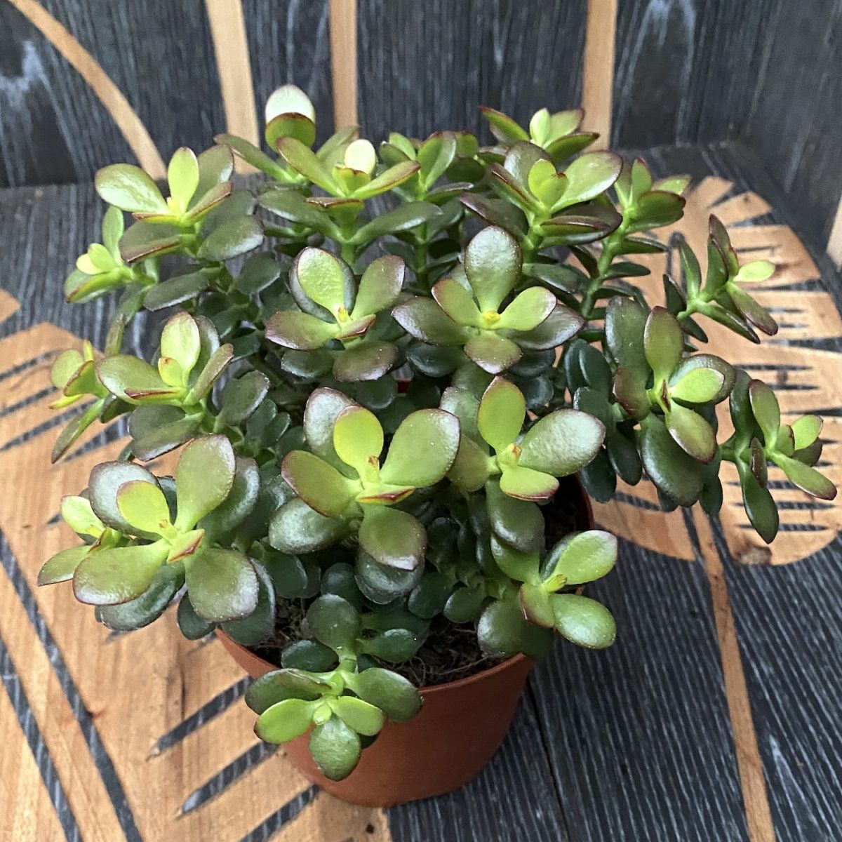 The 18 Most Popular Types Of Jade Plants For Your Next 53 OFF