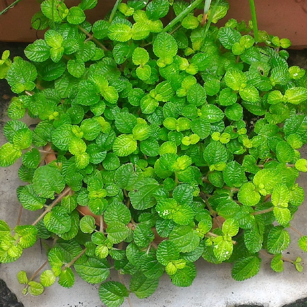 25+ Creeping Charlie House Plants