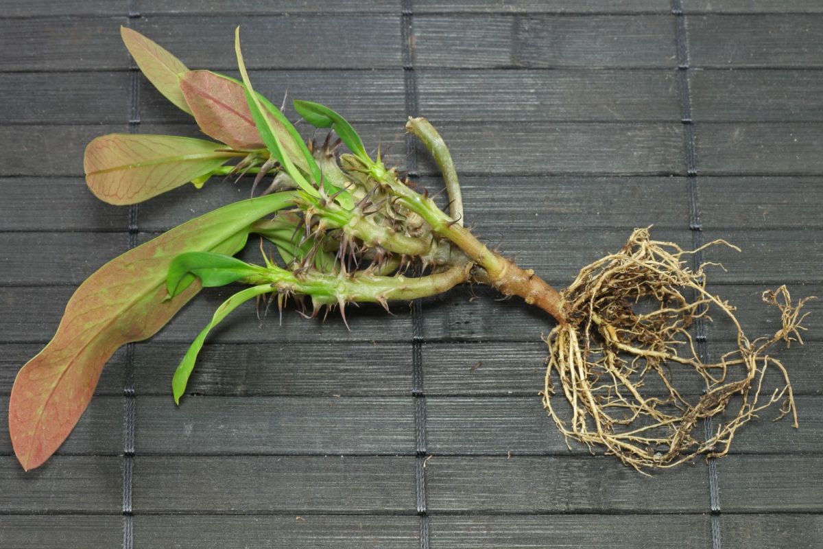 Crown of Thorns Plant Propagation and Pruning