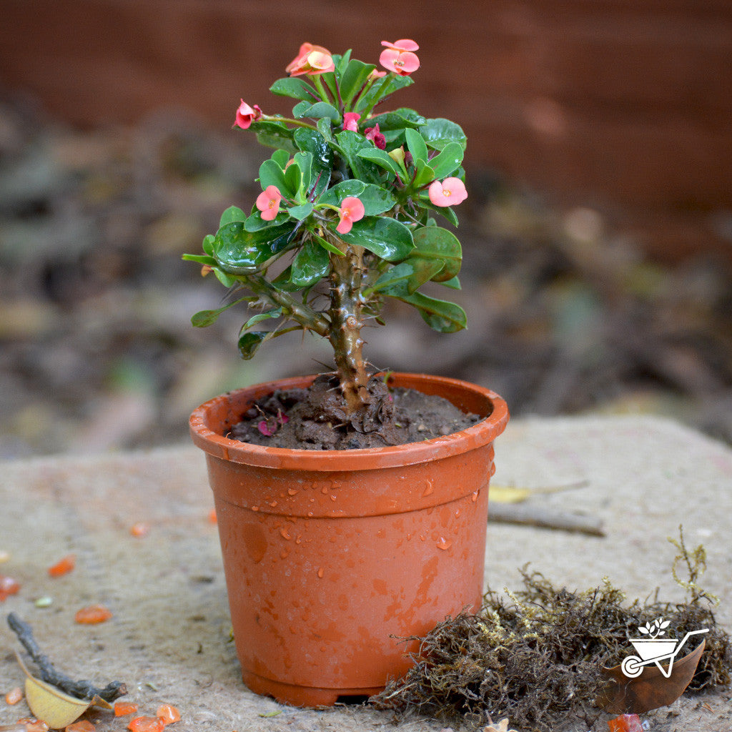 Crown of Thorns Soil Requirements  