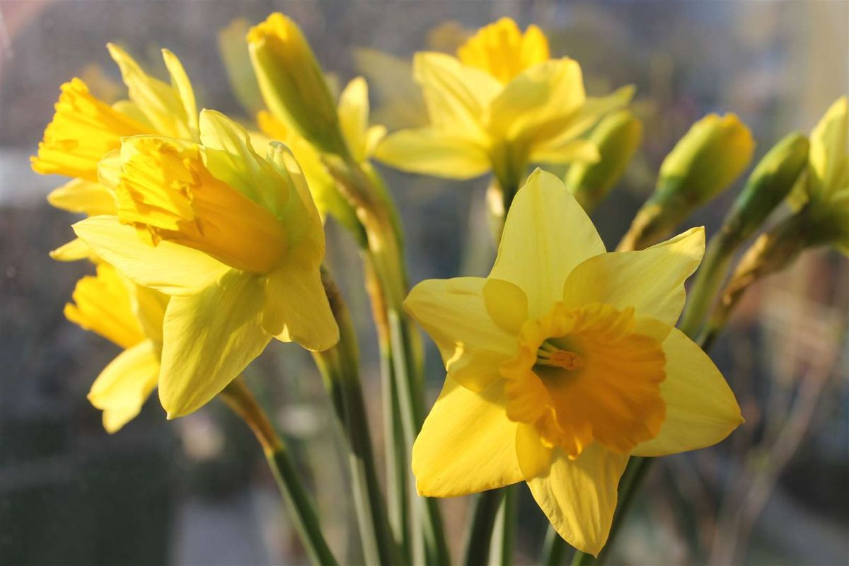 Daffodils  