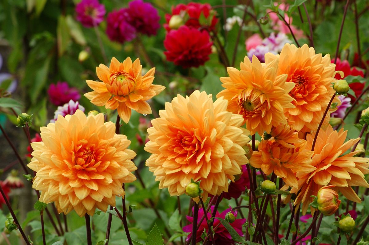 Dahlia pinnata