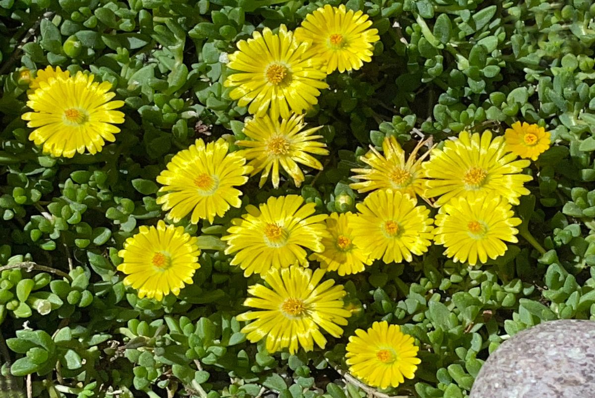 Delosperma nubigenum