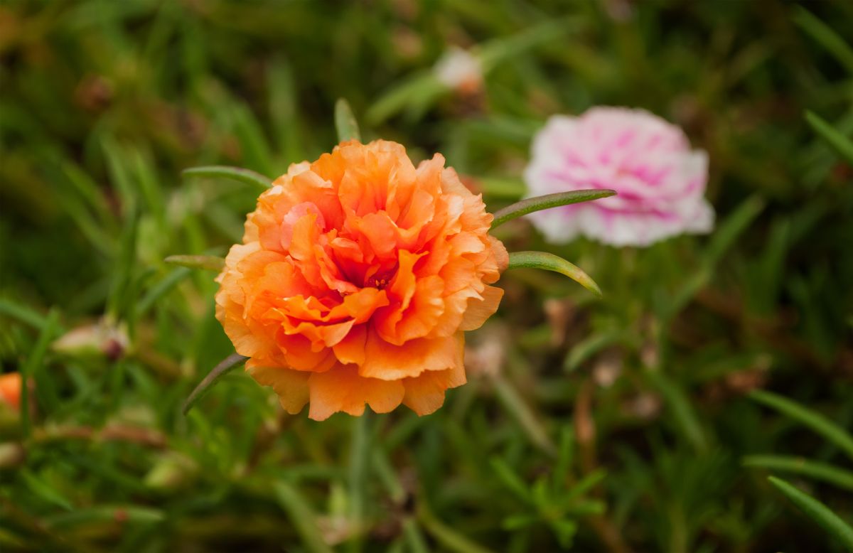 Dianthus caryophyllus