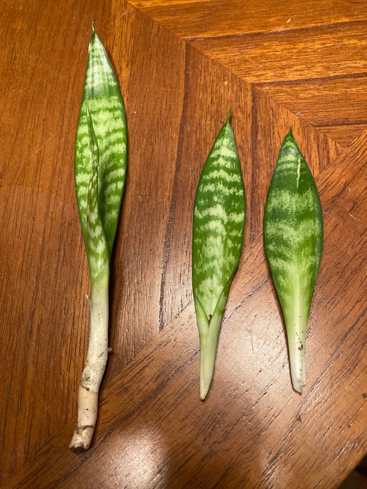 Dry the Snake plant cuttings