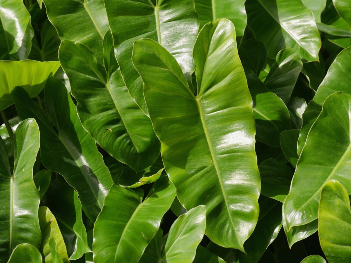 Elephant Ear Philodendron Types